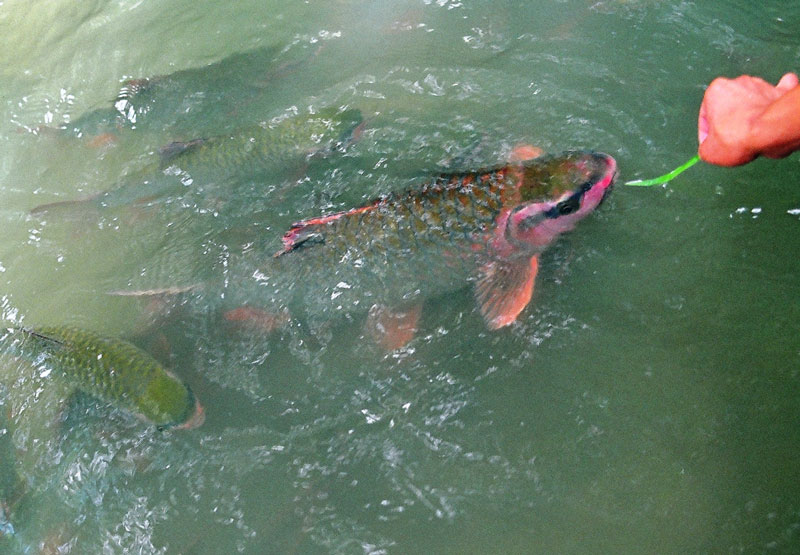 Huyền[-]thoại[-]"bà[-]cá[-]chúa"[-]đeo[-]khuyên[-]vàng[-]ở[-]xứ[-]Thanh